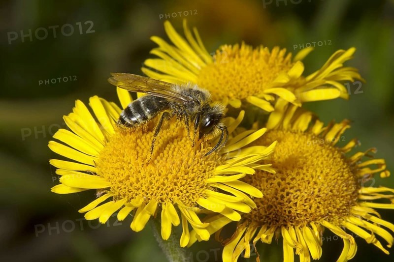 Common Ground Bee