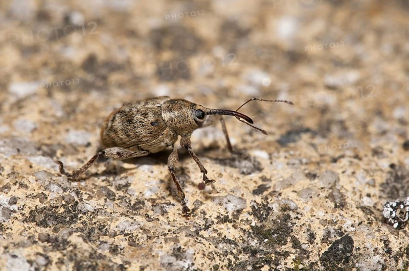 Acorn Weevil