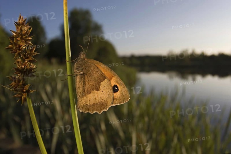 Meadow Brown