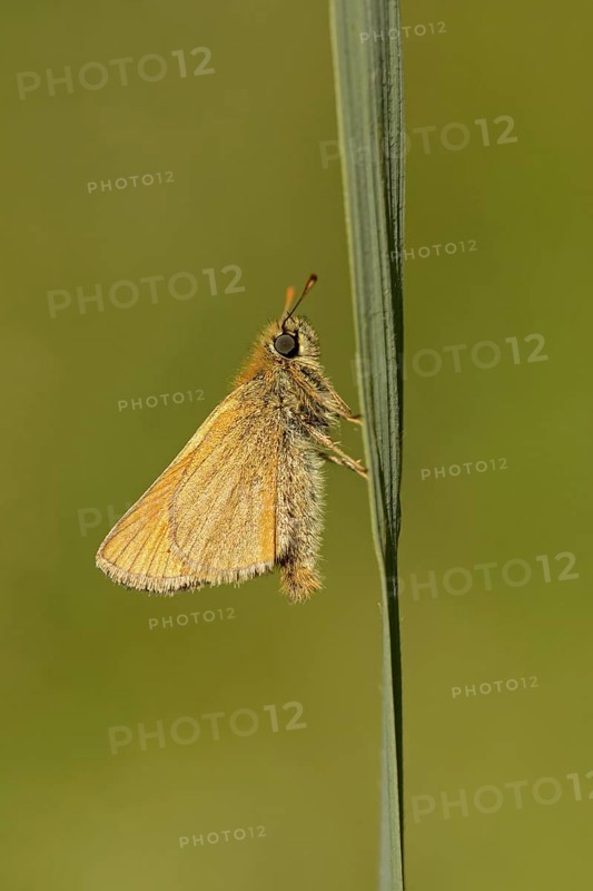 Small skipper
