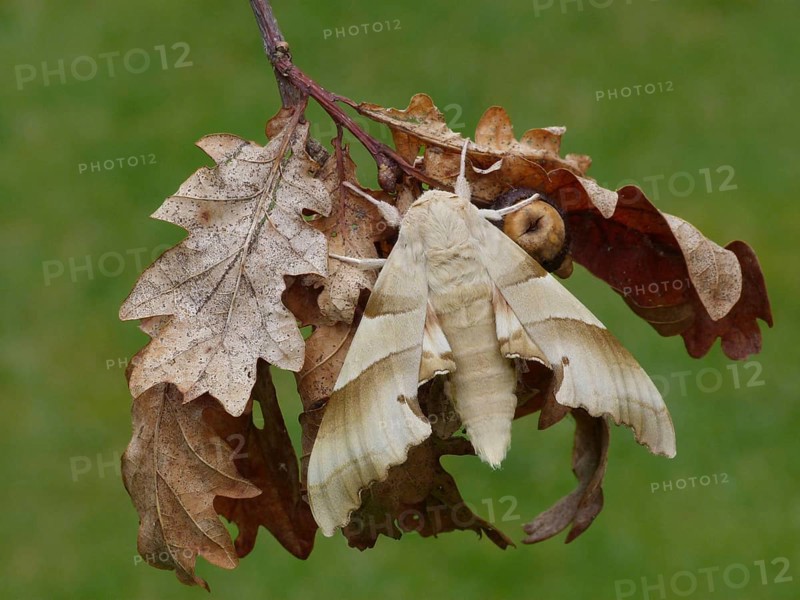 Oak hawk-moth