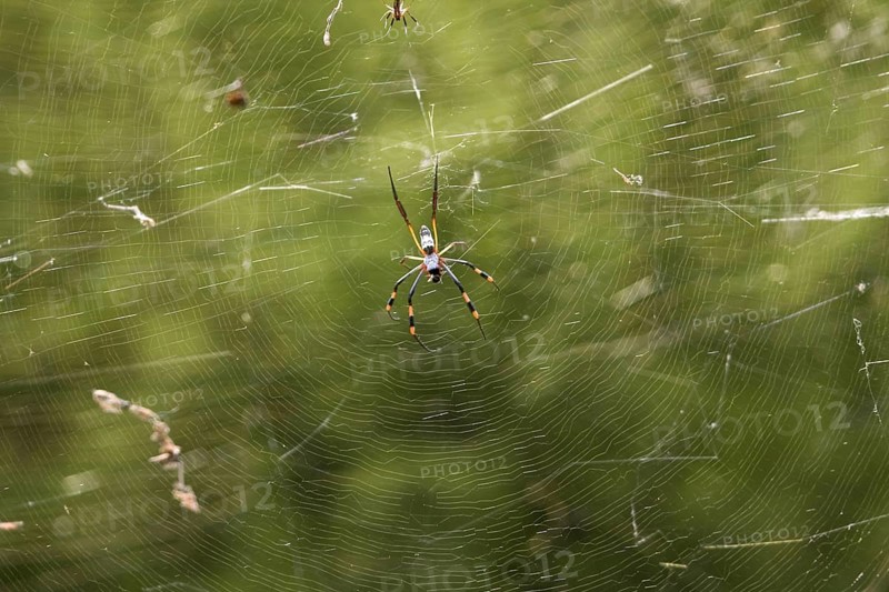 Silk spider