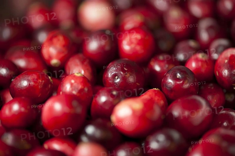 Common Cranberry
