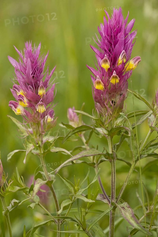 Field field cow-wheat