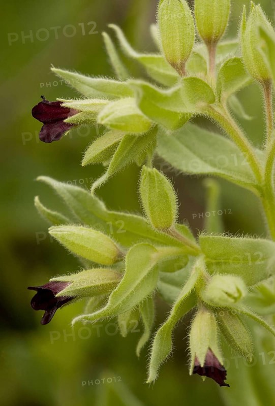 Nonea erecta