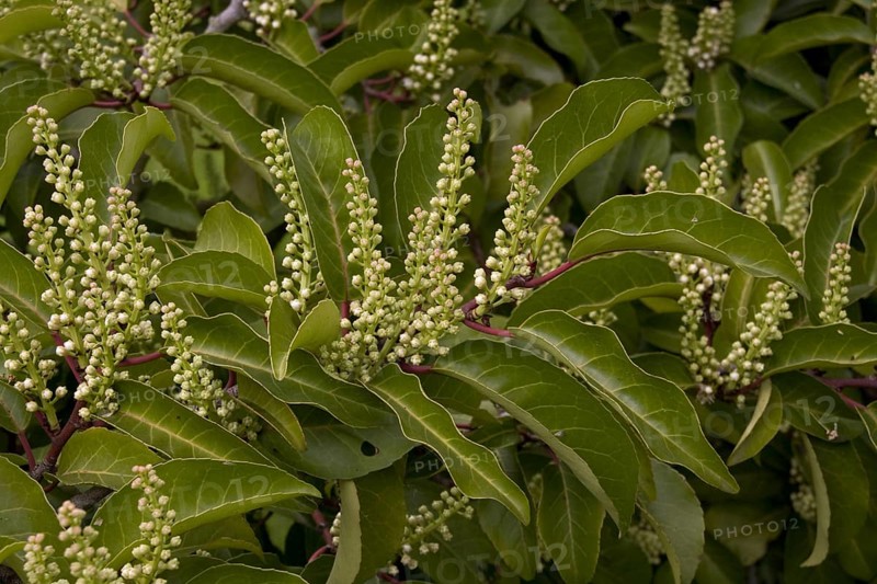Portuguese Laurel