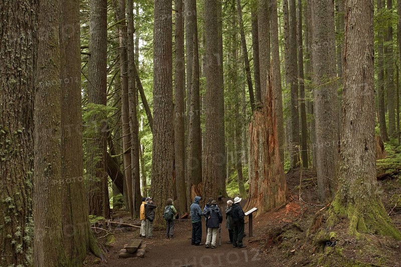 Western western hemlock-spruce