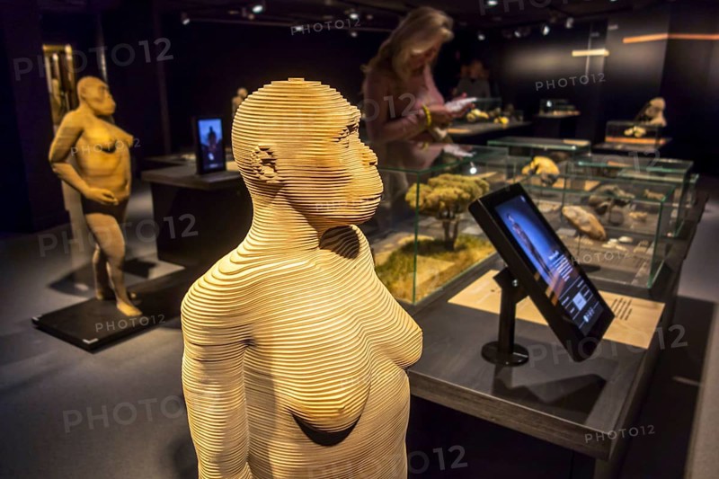 Life-size 3D reconstructions of hominid species depicting human evolution in the Gallery of Humanity at the Royal Belgian Institute of Natural Sciences