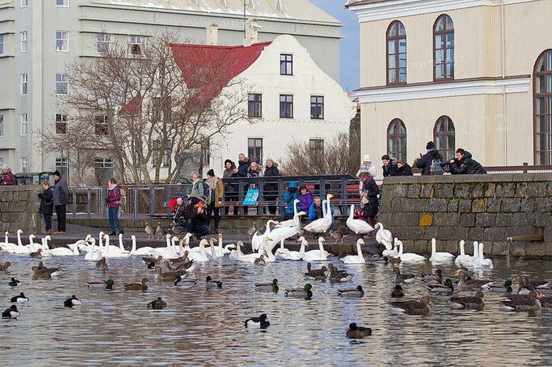 Parents with children feeding ducks