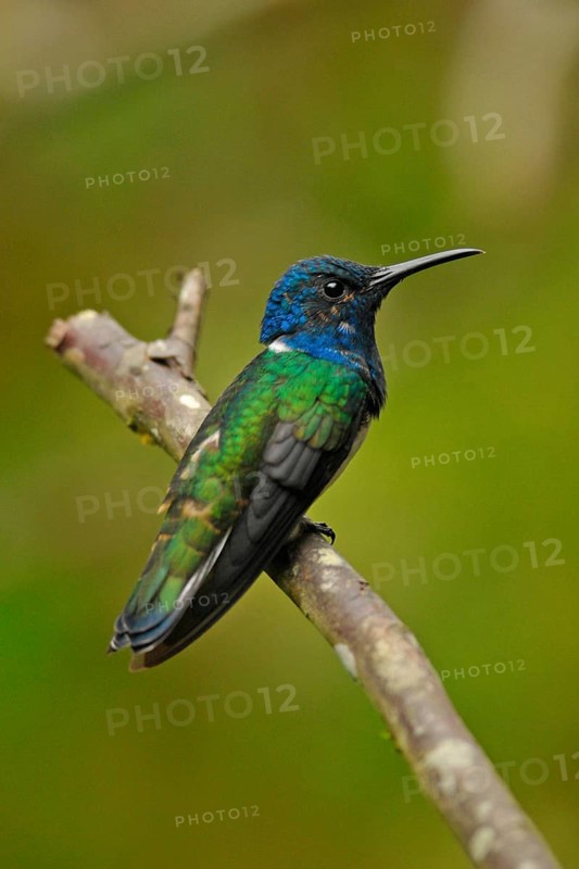 Jacobin Hummingbird Male