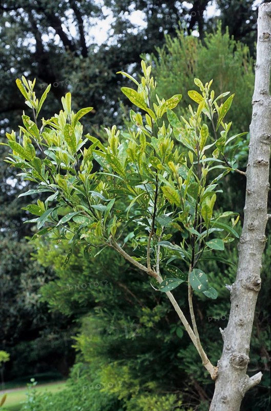 Corkwood