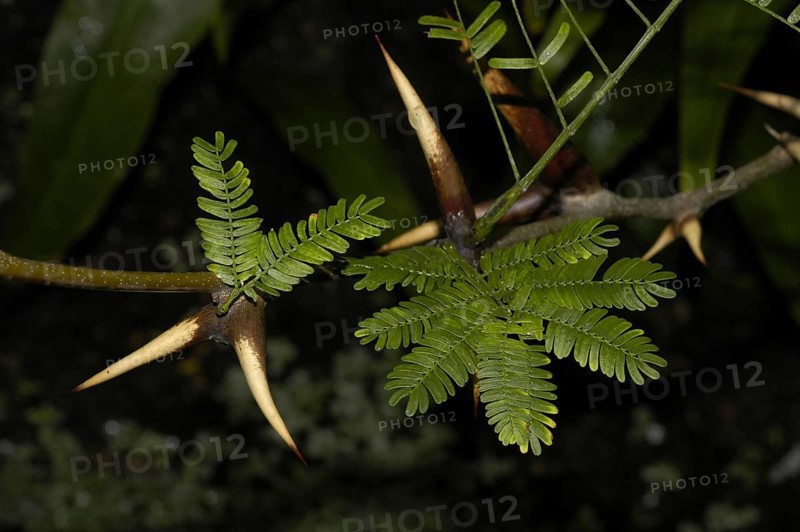 Buckhorn Acacia