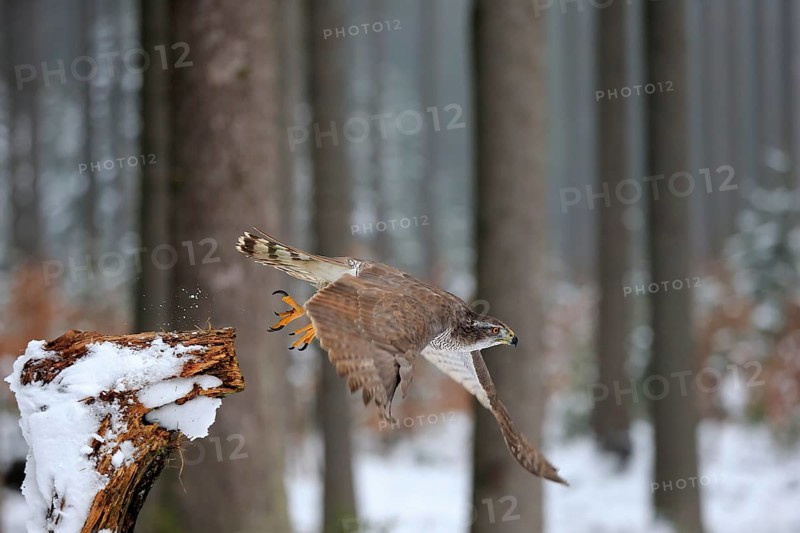Northern goshawk