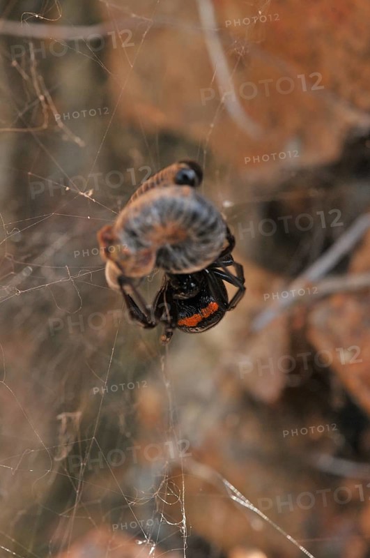False widow