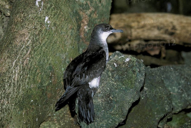 Audubon's Shearwater