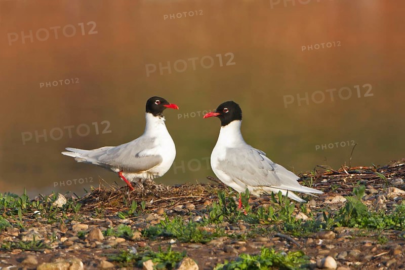 Mediterranean Gull