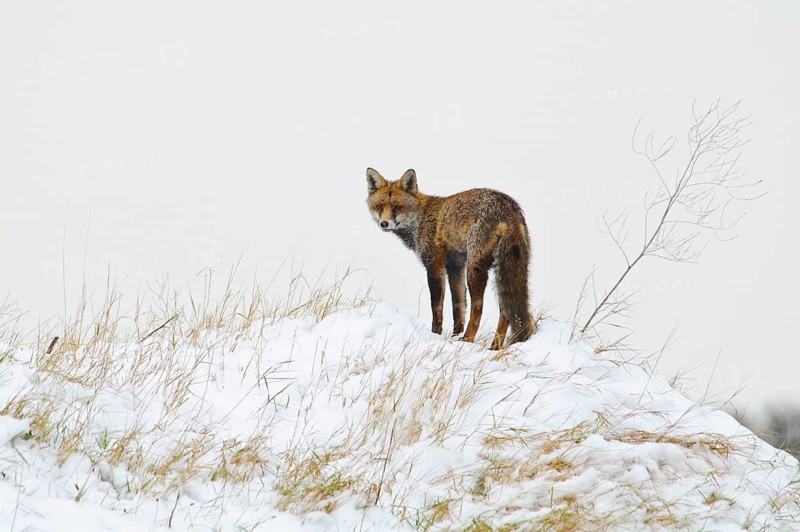 Red fox