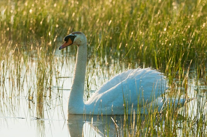 Mute Swan