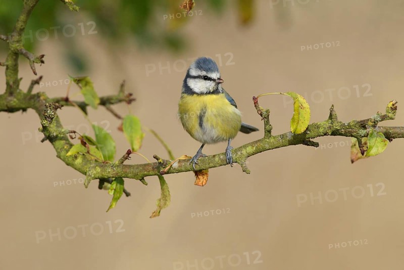 Blue tit