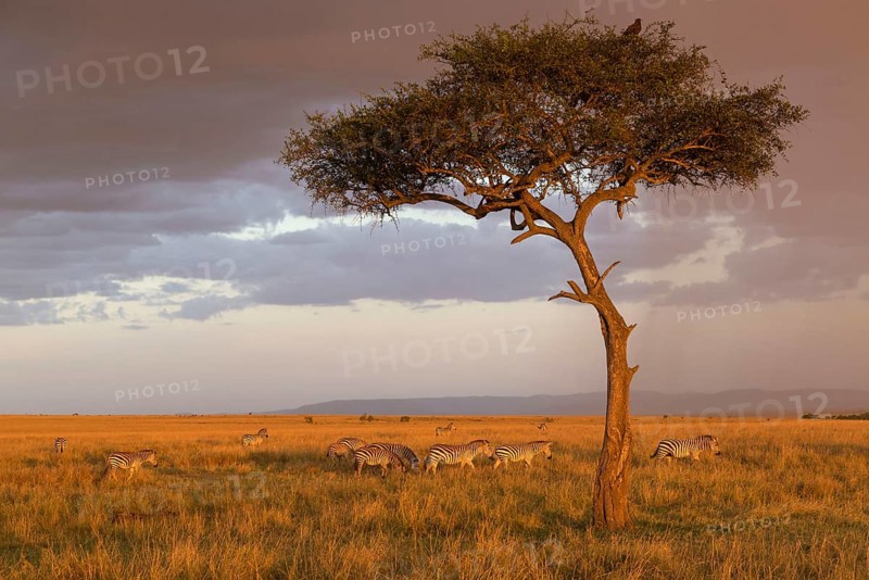 Herd of common zebra
