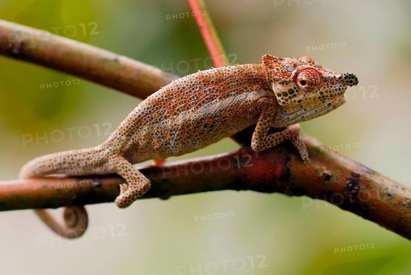 Bignose Chameleon