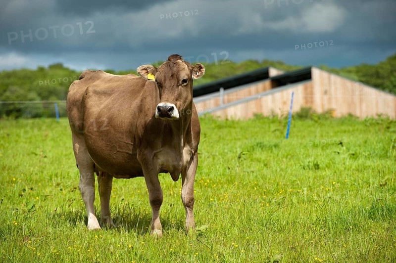 Domestic cattle