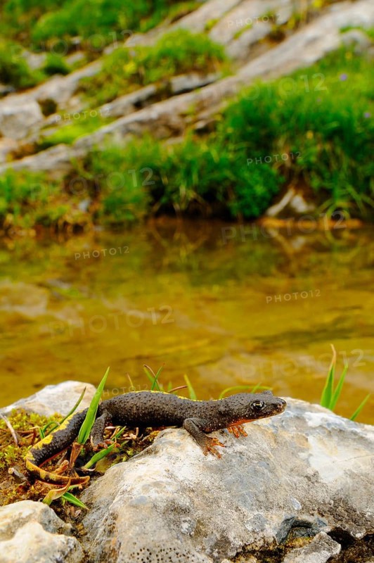 Pyrenean brook salamanders