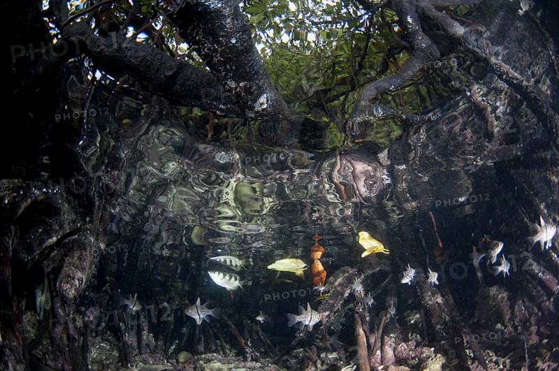 Banded archerfish
