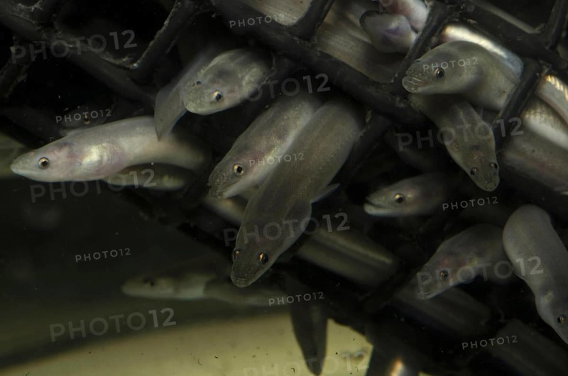 European Eel
