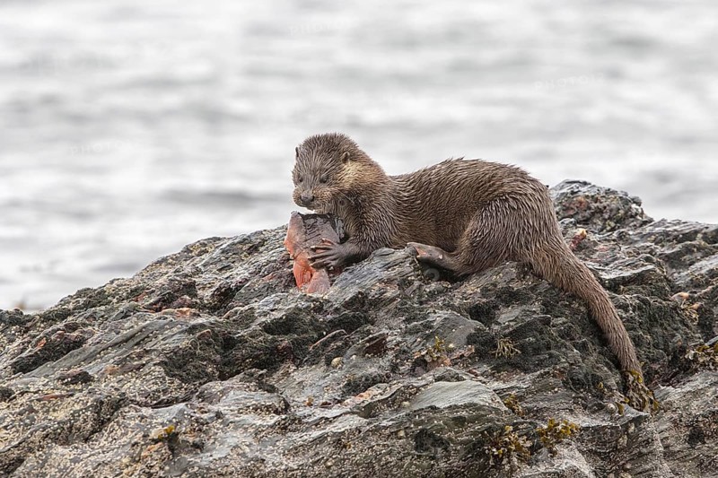 Otter eating lumpsucker fish on a rock at low tide