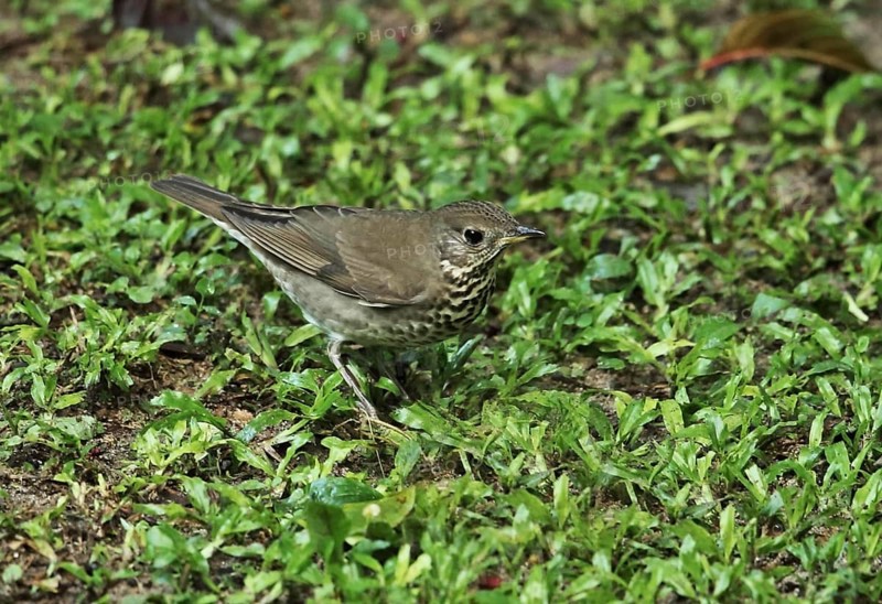 Grey-cheeked thrush