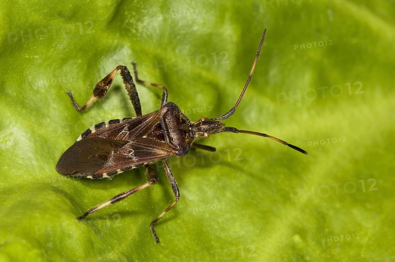 American pine bug