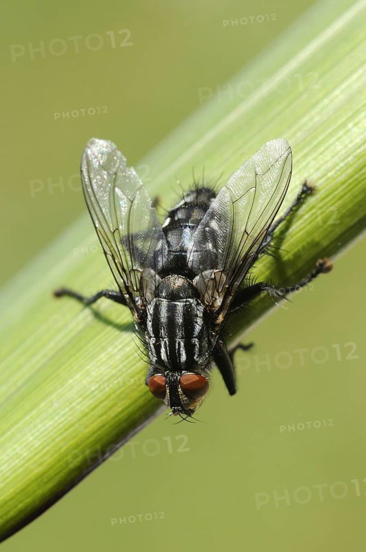 Grey flesh fly