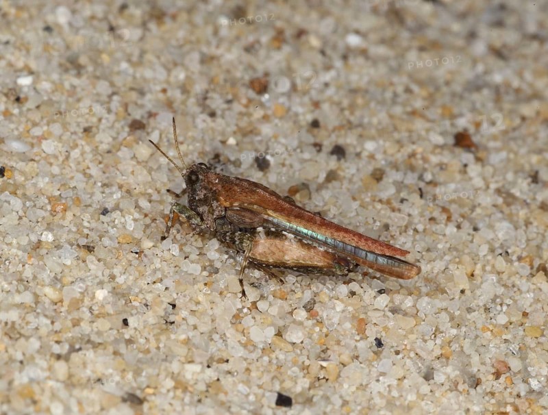 Cepero's groundhopper