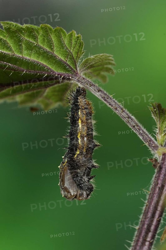 Larva of painted lady