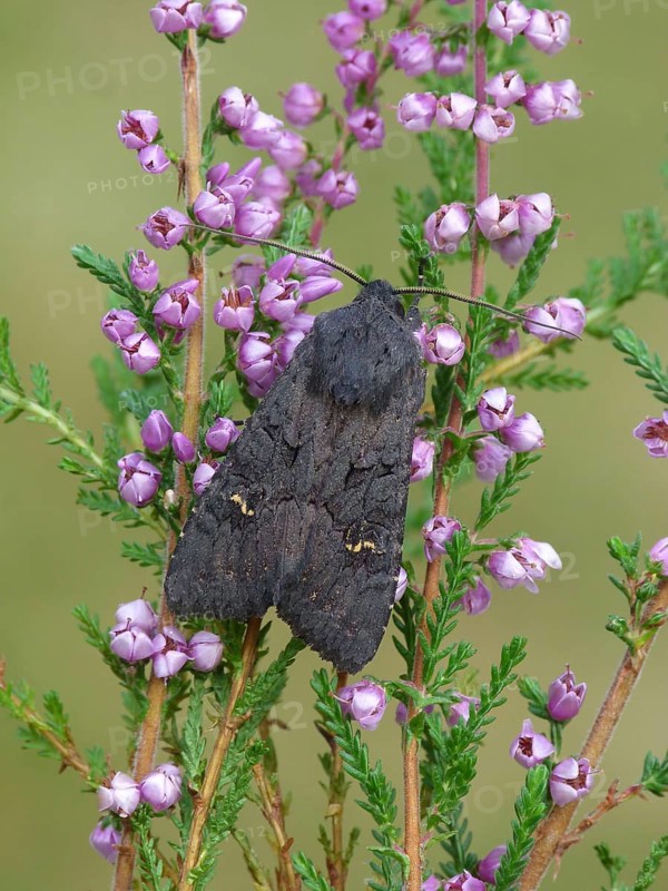 Black black rustic