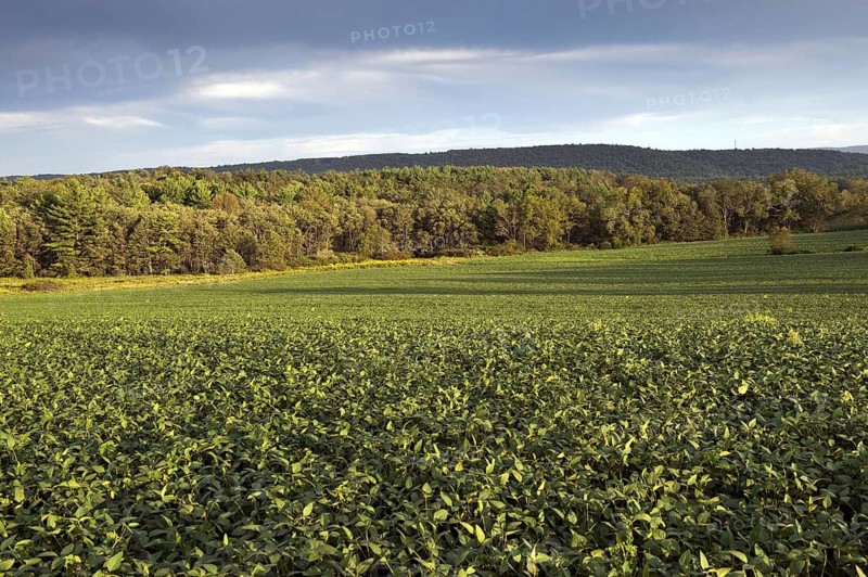 Soya Bean
