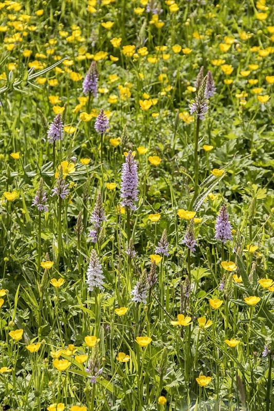 Orchis fuchsii
