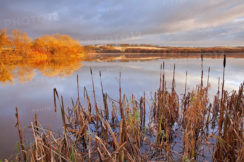 Bulrush