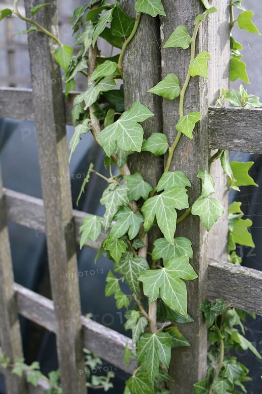 Ivy leaves