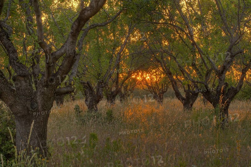 Almond tree