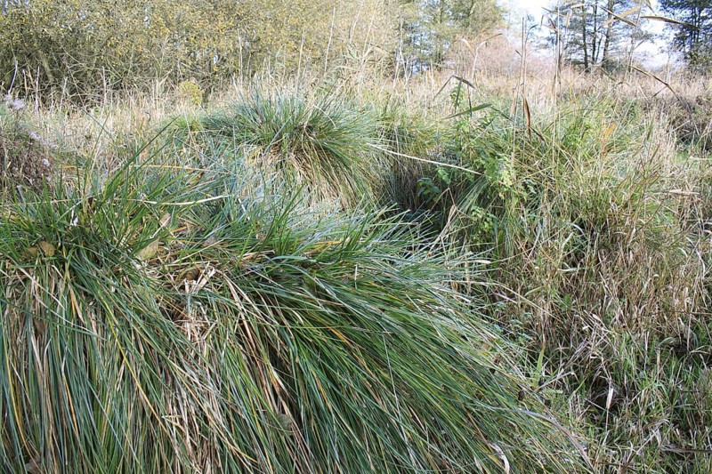 Greater Tussock Sedge with fibrous rhizomes