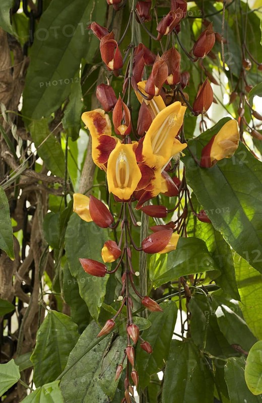 Flowering Indian clock vine