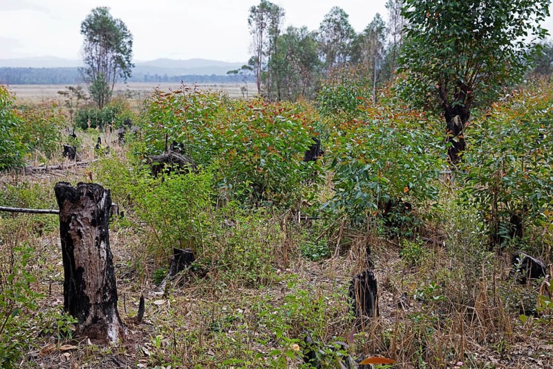 Burnt-out tree stumps