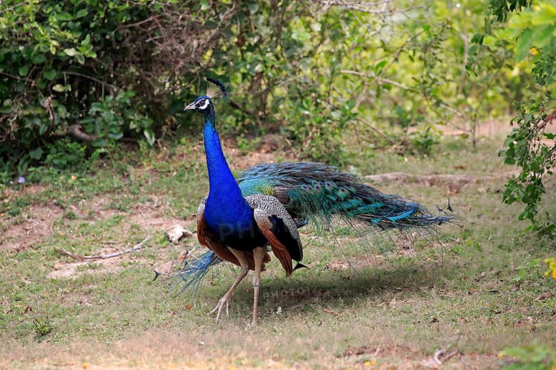 Indian peafowl