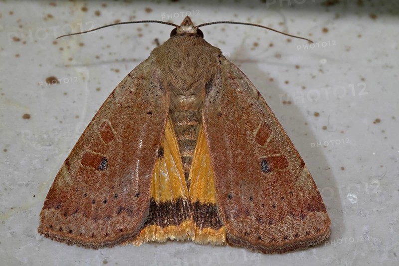 Broad-winged Banded Owl