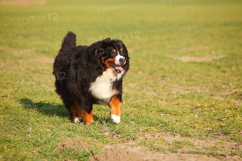 Bernese Mountain Dog