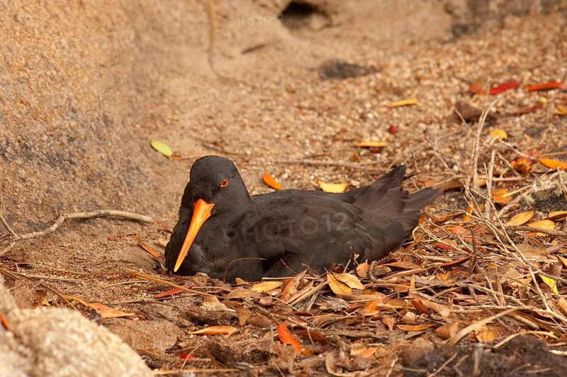Variable oystercatcher