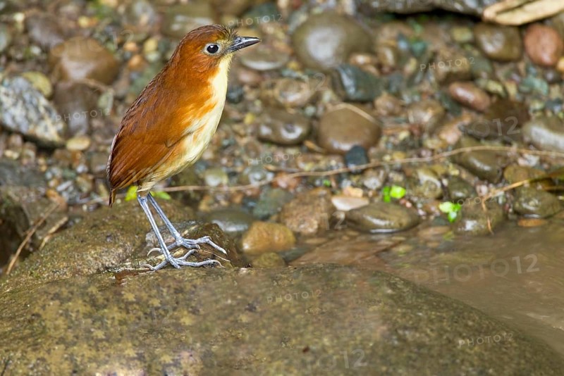Yellow-breasted Antpitta