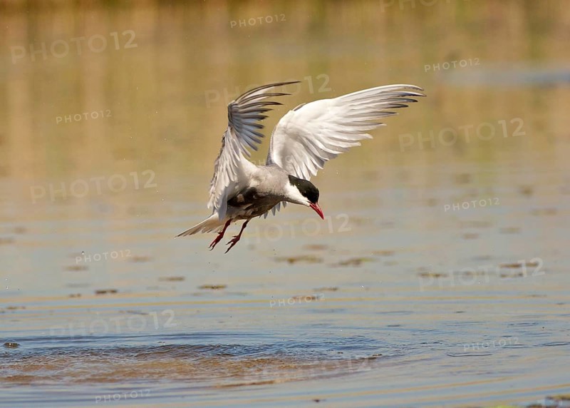 Whiskered Tern